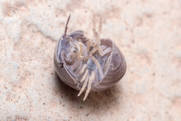 Roly poly bug, Armadillidium vulgare, trying to get on his feet again. High quality photo