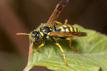 Polistes dominula wasp walking on a green leaf. High quality photo