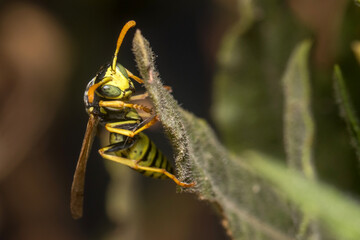 Polistes dominula wasp climbing a green leaf. High quality photo