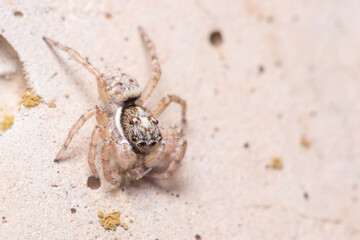 Female Menemerus semilimbatus spider staring from a concrete wall. High quality photo