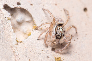 Female Menemerus semilimbatus spider staring from a concrete wall. High quality photo
