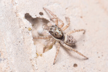 Female Menemerus semilimbatus spider staring from a concrete wall. High quality photo