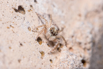 Female Menemerus semilimbatus spider staring from a concrete wall. High quality photo