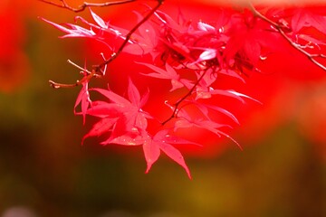 真っ赤に染まったノムラモミジ