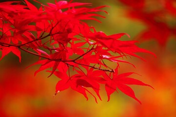 真っ赤に染まったノムラモミジ