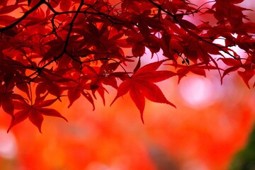 真っ赤に染まったノムラモミジ