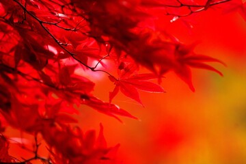 真っ赤に染まったノムラモミジ