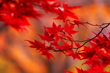 真っ赤に染まったノムラモミジ