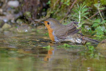 Rotkehlchen (Erithacus rubecula)