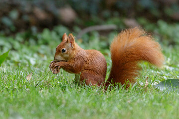 Eichhörnchen (Sciurus vulgaris) © Rolf Müller