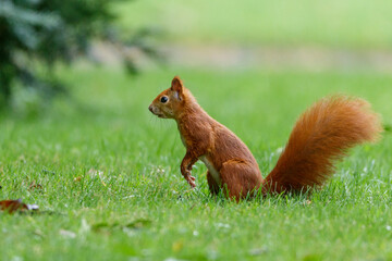Eichhörnchen (Sciurus vulgaris)