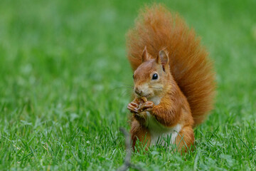 Eichhörnchen (Sciurus vulgaris)