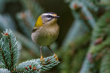 Sommergoldhähnchen (Regulus ignicapillus)