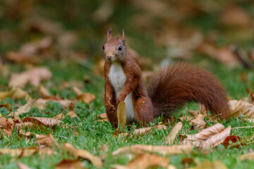 Eichhörnchen (Sciurus vulgaris)