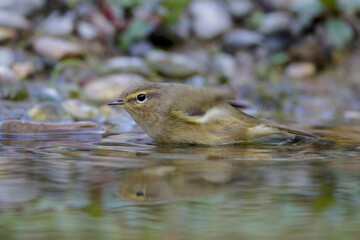 Zilpzalp (Phylloscopus collybita)