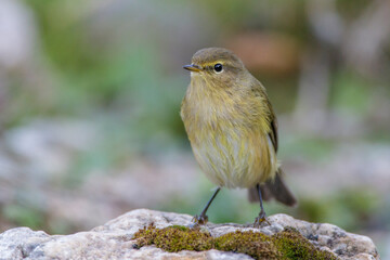 Zilpzalp (Phylloscopus collybita)