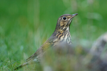 Singdrossel (Turdus philomelos)