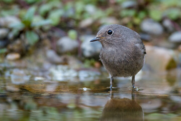 Hausrotschwanz (Phoenicurus ochruros) Weibchen