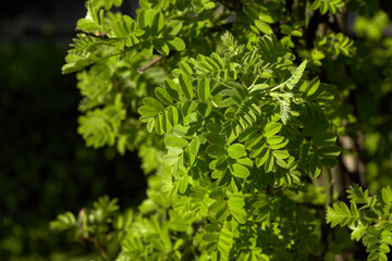 Green leaves on akatsmm bush on a sunny spring day