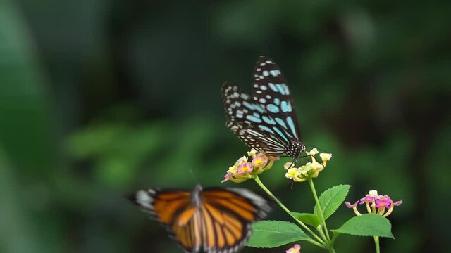 Two Butterfly Takes Off Slow Motion.