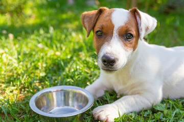 Domestic life with dog. Hungry dog with sad eyes is waiting for feeding .Jack Russell Terrier Dog Puppy.