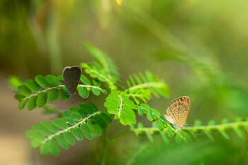 Macro close-up butterfly in wild meadow and flowers on beautiful blurred soft yellow green background