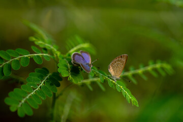 Macro close-up butterfly in wild meadow and flowers on beautiful blurred soft yellow green background