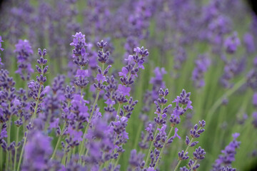 Obraz premium Lavender flower field, Blooming purple fragrant lavender flowers. Growing lavender swaying in the wind, harvesting, perfume ingredient, aromatherapy