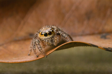 These spiders are known to eat small insects such as grasshoppers, flies, bees and other small spiders,
closeup macro in Hyllus semicupreus Jumping Spider.