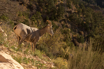 Scenic view on the Grand Canyon from South Kaibab Trail, Arizona