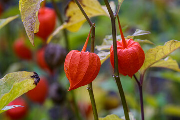 Lampionblume, Laternenpflanze (Physalis alkekengi)