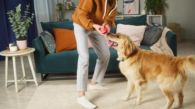 Woman playing with golden retriever close-up. Trained dog spinning around the ball toy. Happy domestic animal concept, best friends, owner training puppy in living room, handler, pet shop.