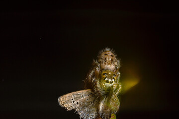 Fototapeta premium These spiders are known to eat small insects such as grasshoppers, flies, bees and other small spiders, closeup macro in Hyllus semicupreus Jumping Spider.