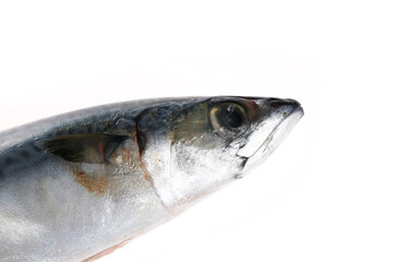 The fish on a white background