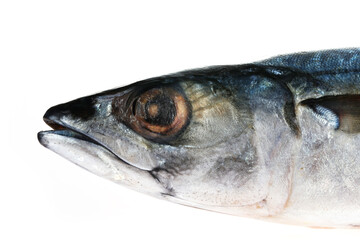 The fish on a white background