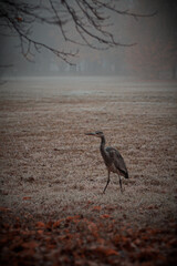 Storch auf der wiese,
Stork on the field