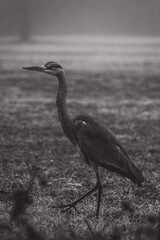 Storch in schwarz weiss,
Stork in Black and white