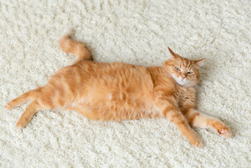 Ginger cat resting on a carpet, pets in the house, love for cats