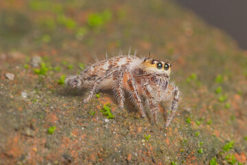 These spiders are known to eat small insects such as grasshoppers, flies, bees and other small spiders,
closeup macro in Hyllus semicupreus Jumping Spider.