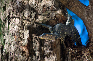 Lace Goanna (Varanus varius) climing the trunk of pine tree on a sunny blue sky day. Thailand