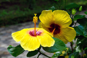 Beautiful yellow big hibiscus flower (Hibiscus rosa sinensis) with bee on green nature background.