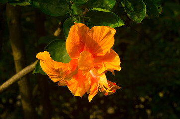 Orange velvet hibiscus flower on a background of green foliage. In the tropical garden. Macro. Detailed.