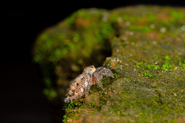 These spiders are known to eat small insects such as grasshoppers, flies, bees and other small spiders,
closeup macro in Hyllus semicupreus Jumping Spider.