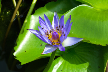 Purple Lotus flower beautiful lotus blossom or water lily flower blooming on pond background