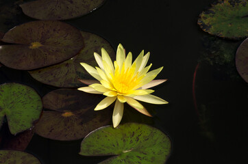 Close up yellow color fresh lotus blossom or water lily flower blooming on pond background