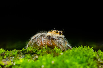 These spiders are known to eat small insects such as grasshoppers, flies, bees and other small spiders,
closeup macro in Hyllus semicupreus Jumping Spider.