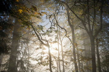 Rays of sunlight break through the mystic morning fog in the forest. Beautiful autumn leaves of vine maple, a species of maple native to western North America.
