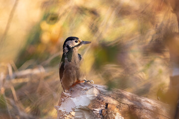 Dendrocopos major, Great spotted woodpecker .