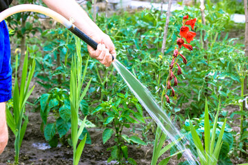 Fototapeta premium Man watering red gladioli flower from a hose in a home garden. Plants care.