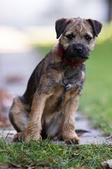 Cute little Border terrier puppy. 